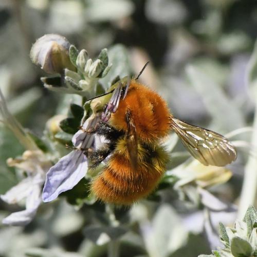 Bombus pascuorum